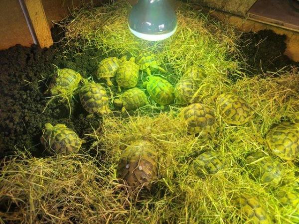 Image 2 of Testudo Hermanni tortoises for sale ,all doing brilliant,