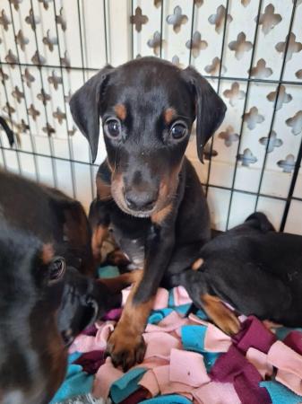 Image 3 of 2 boys READY NOW Doberman pups from health tested parents