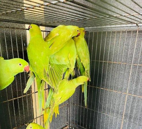 Image 5 of Indian ringneck talking parrots