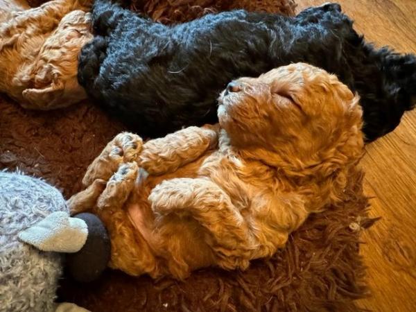 Image 3 of Quality KC Miniature Poodle Puppies