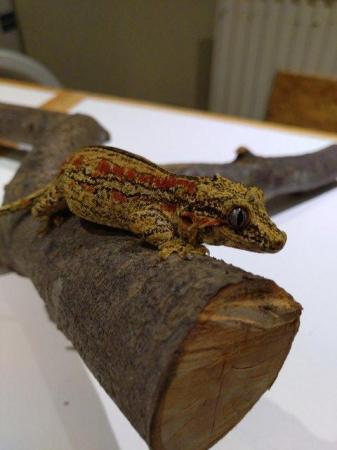 Image 6 of Adult Female CB 2020 Red Striped Gargoyle Gecko