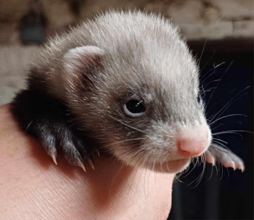 Image 3 of Ready To Collect,Baby Ferrets For Sale,Hobs and Jill's Avail