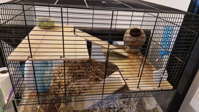 Preview of the first image of Female gerbils x2 with enclosure and extras.
