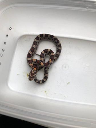 Image 7 of Baby corn snakes for sale newport
