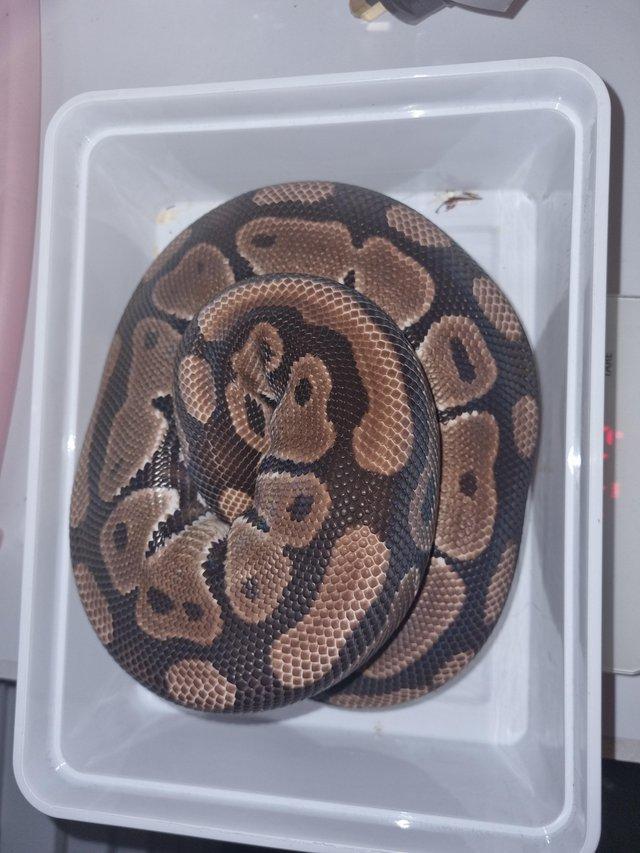 Preview of the first image of Cb20 classic het pied het lavender albino male.