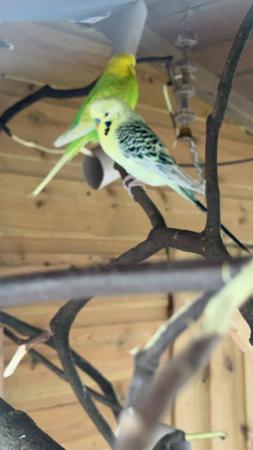 Image 9 of Budgie and cockatiel rescue (NOT FOR SALE)