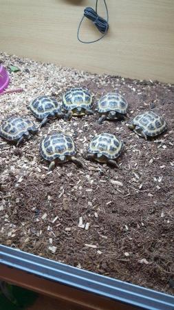 Image 3 of Horsefield Tortoise available now