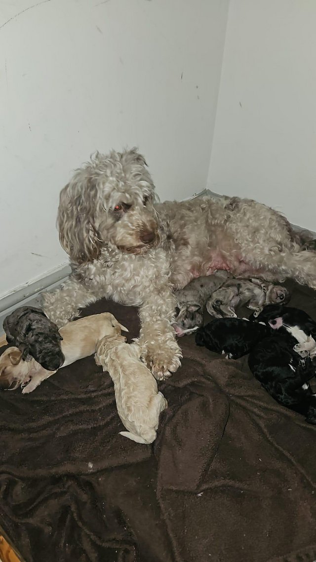 Preview of the first image of Cockapoo puppies ready 3rd may.