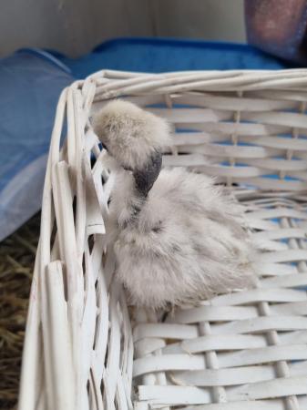 Image 1 of Showgirl and silkie chicks