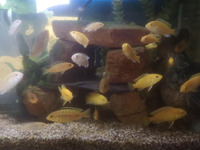 Preview of the first image of Yellow labidochromis mbuna hybrids.
