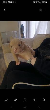 Image 4 of Pocket bulldogs forsale  reduced !!!!!!!!!!!!! Reduced !!!!!