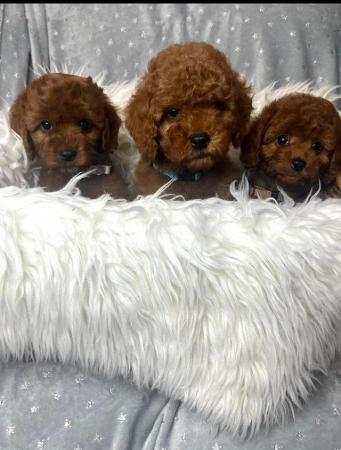 Image 2 of Extensively Health Tested Cavapoo Babies