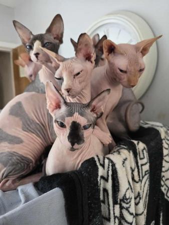 Image 1 of Canadian Sphynx For Sale