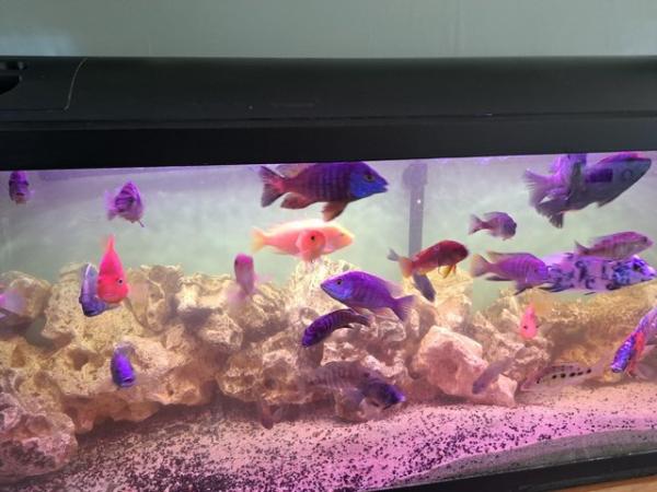 Image 5 of For sale approximately 25 fish