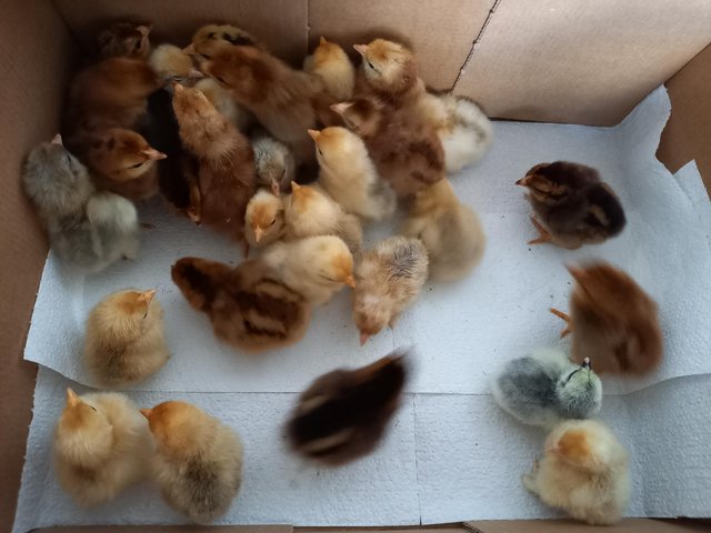 Preview of the first image of Pekin Bantam unsexed chicks for sale.