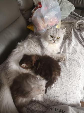 Image 4 of 2 happy and healthy pedigree persian kittens for sale