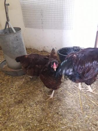 Image 1 of RIR dark red /large birds from show stock HATCHING EGGS