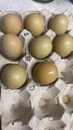 Image 9 of Fertile Eggs -FrenchCopper bk cream leg bars (blue & aut