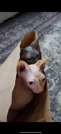 Image 4 of 2 gorgeous Sphynx cats for a 1st class home only.
