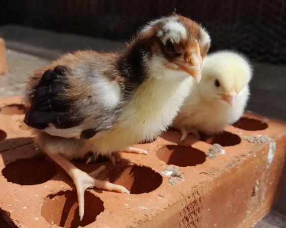 Image 2 of Mixed breed of bantam chicks for sale. REDUCED PRICE