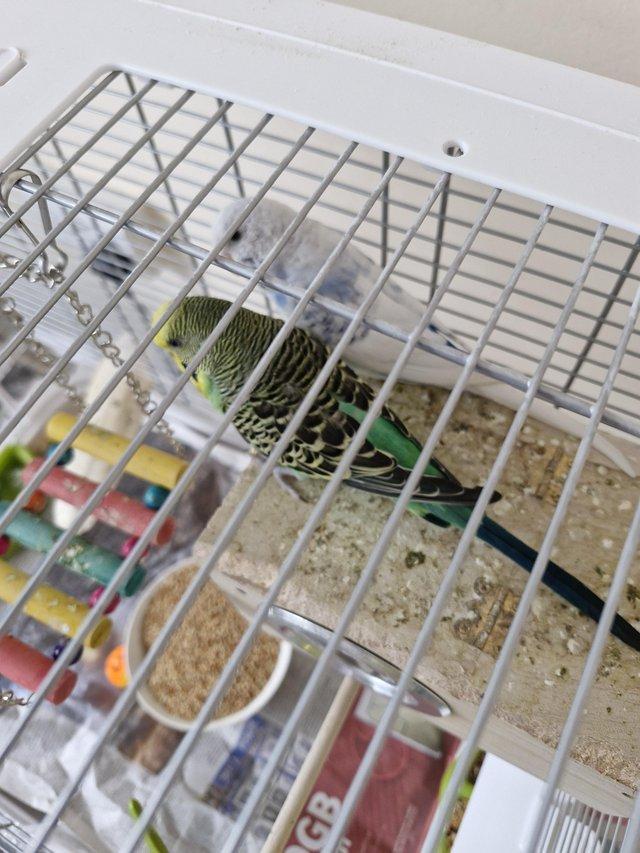 Preview of the first image of Pair of budgies back up for rehoming due to let down no offe.