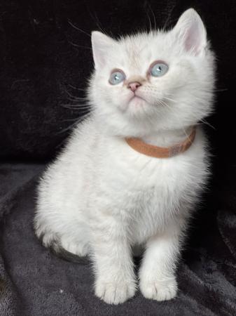 Image 2 of British shorthair Silver kittens