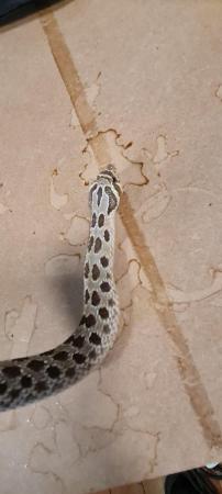Image 5 of Western Hognose het albino male snake with viv optional