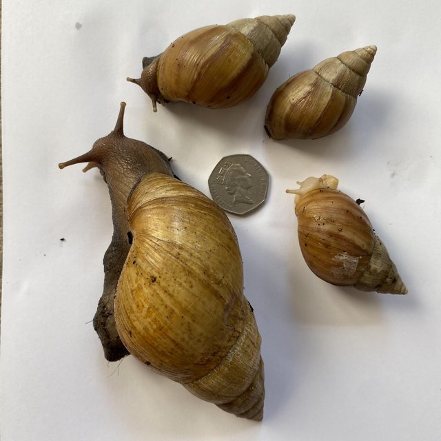 Adult and Juvenile Giant African Land Snails