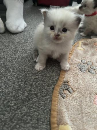 Image 7 of ALL SOLD Ragdoll kittens