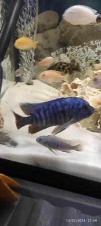 Image 5 of African cichlids tropical fish