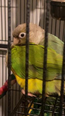 Image 2 of Pair of conures for sale