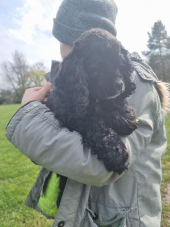 Image 3 of REDUCED!KC retered Pedigree American cocker spaniel puppies
