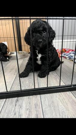 Image 1 of 6 week old F1 cavapoos for sale