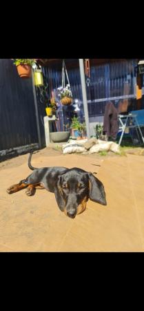 Image 1 of Beautiful smooth haired black and tan puppies