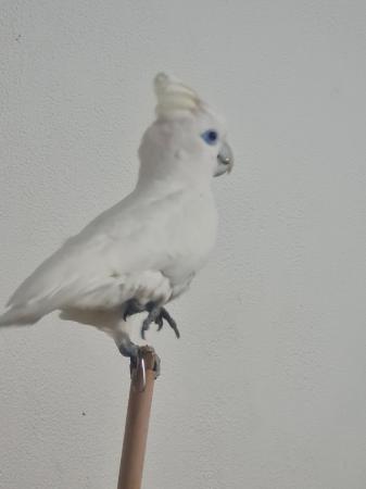 Image 2 of 7 month old female cockatoo