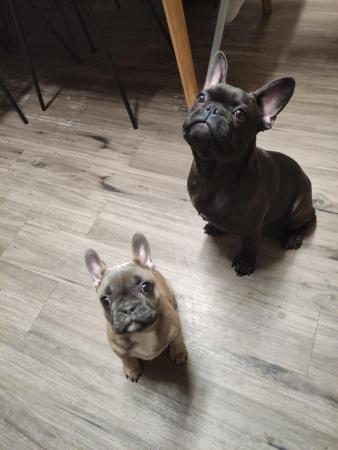 Image 5 of French bulldogs male and female