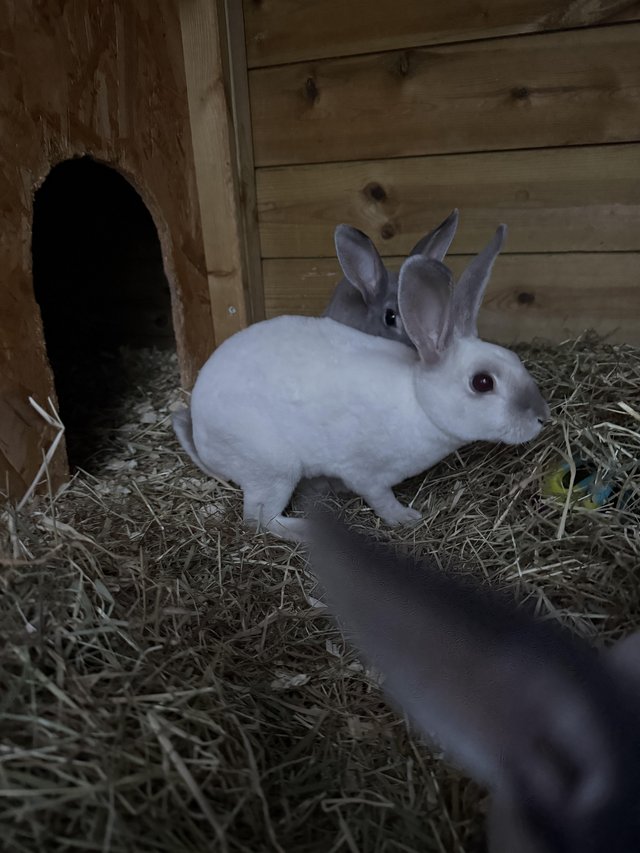 Beautiful mini Rex rabbits for sale — photo 4 of 4
