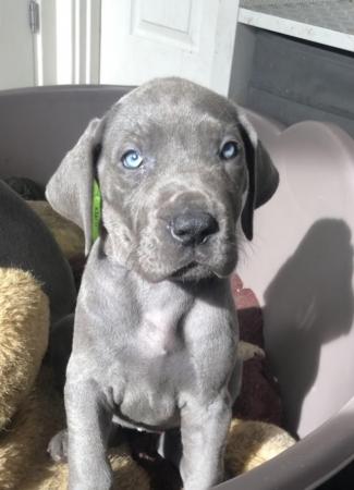 Image 2 of 3 GIRLS LEFT!12 Healthy Chunky Solid Blue Great Dane Puppies