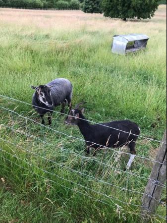 Image 1 of 2 ewes free to a good home/sanctuary