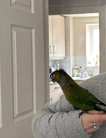 Image 2 of 15 month old green cheeked conure