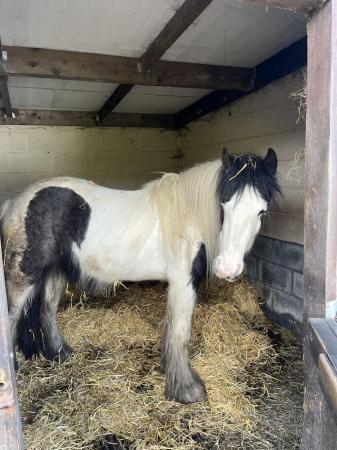 Image 1 of 3year old cob filly 14hh