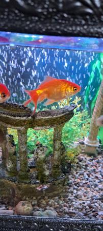 Image 1 of Goldfish for sale oranda and fantailvarieties colours