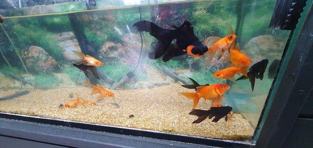 Image 6 of Black Moor Goldfish and Goldfish for sale