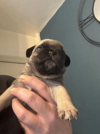 Image 8 of Full pedigree male pug ready on 20th May!!