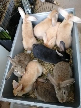 Image 3 of CUTE REX RABBITS ARE LOOKING FOR A LOVELY HOME
