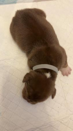 Image 23 of Olde English pups for sale
