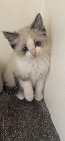 Image 1 of Ragdoll kittens ready to leave