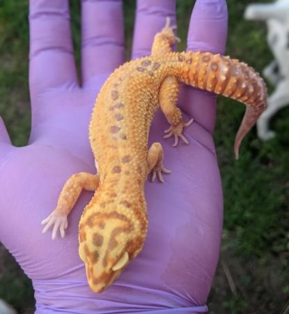 Image 13 of Some stunning leopard geckos males and females