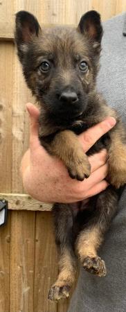 Image 9 of German Shepard puppies looking for there forever homes