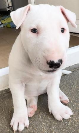 Image 15 of 1 Male, 2 Female KC Registered Bull Terrier Puppies